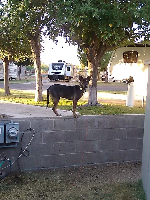 Desert Sands RV Park Picture 8