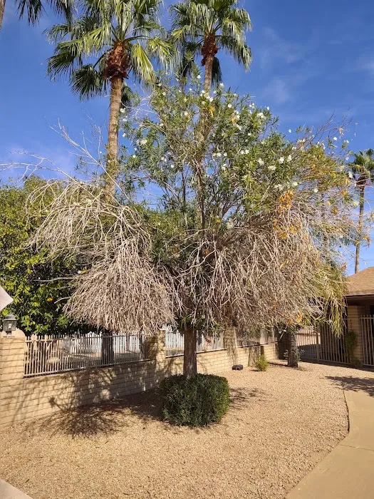 Desert Skies Picture 7