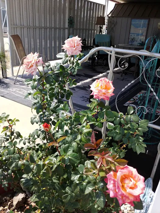 Mesa Spirit RV Resort Picture 9