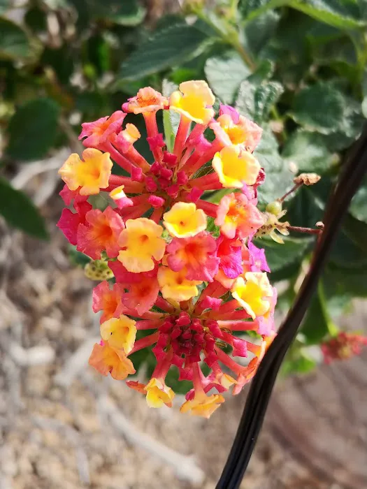 Mesa Spirit RV Resort Picture 8