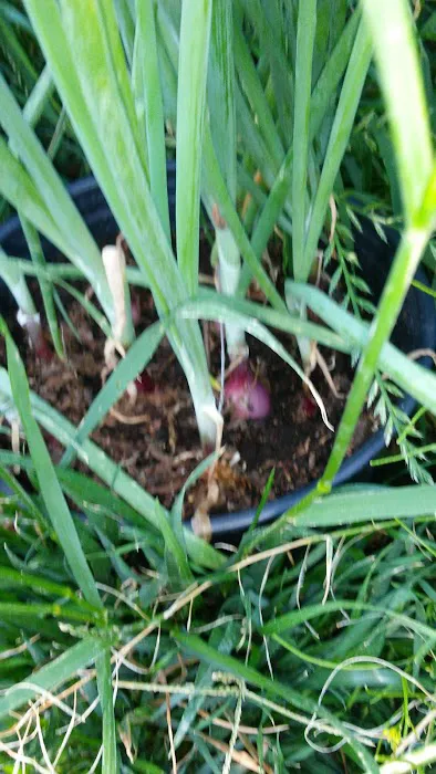 Sun Gardens Picture 4