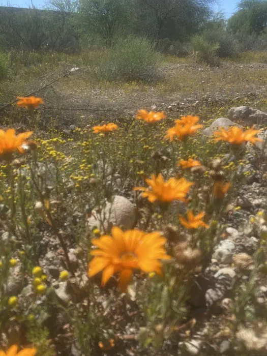 Sevilla Sol, a 55+ Community Picture 7