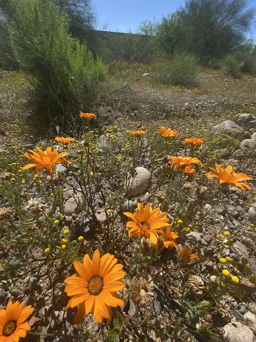 Sevilla Sol, a 55+ Community Picture 8