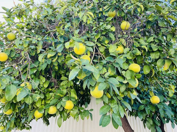 Casas Del Campo Mobile Home Park, Lot 6 Picture 1