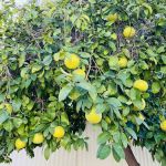 Casas Del Campo Mobile Home Park, Lot 6