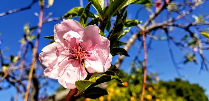 Hacienda de Valencia Picture 5