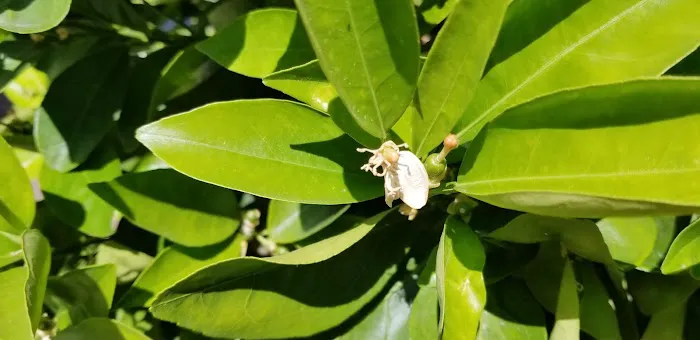 Hacienda de Valencia Picture 8