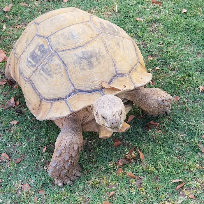 Royal Palms Village Picture 8