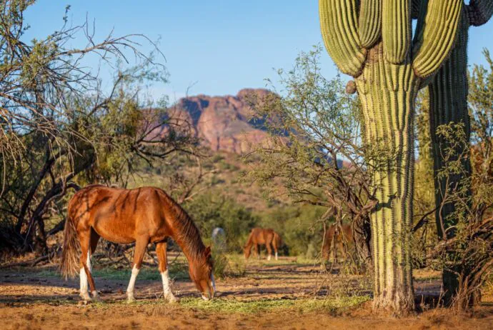 Aspenwood | Mesa, Arizona All-Age Manufactured Home Community Picture 10
