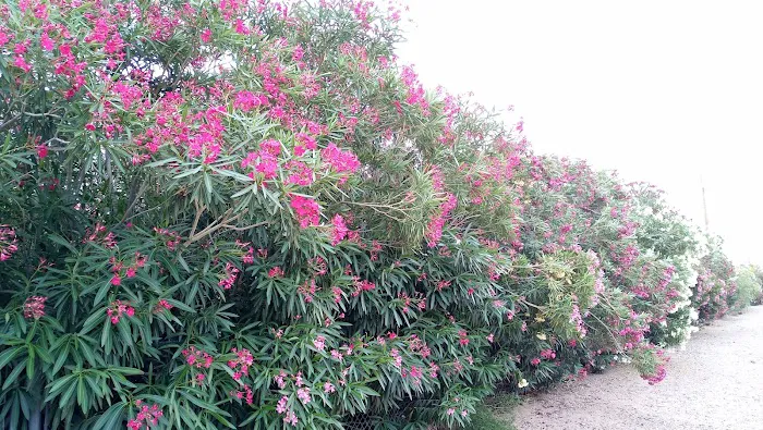 Villa Juanita Picture 10