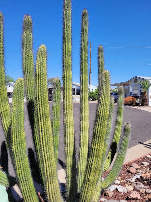 Silveridge RV Resort (55+) Picture 8