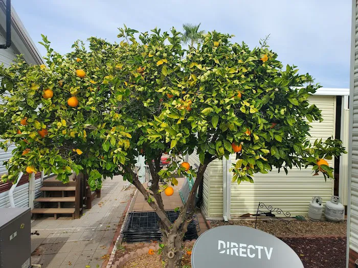 The Resort RV Park Picture 8