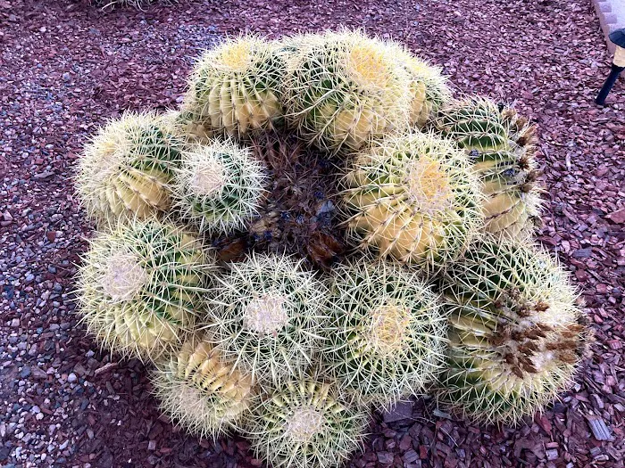 Valley Palms Mobile Home Park Picture 6