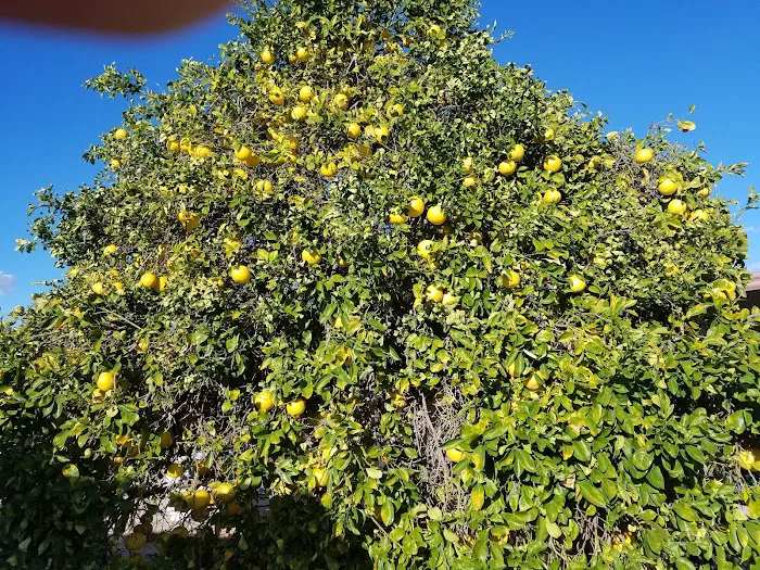 Dana's Trailer Ranch 55+ Picture 10