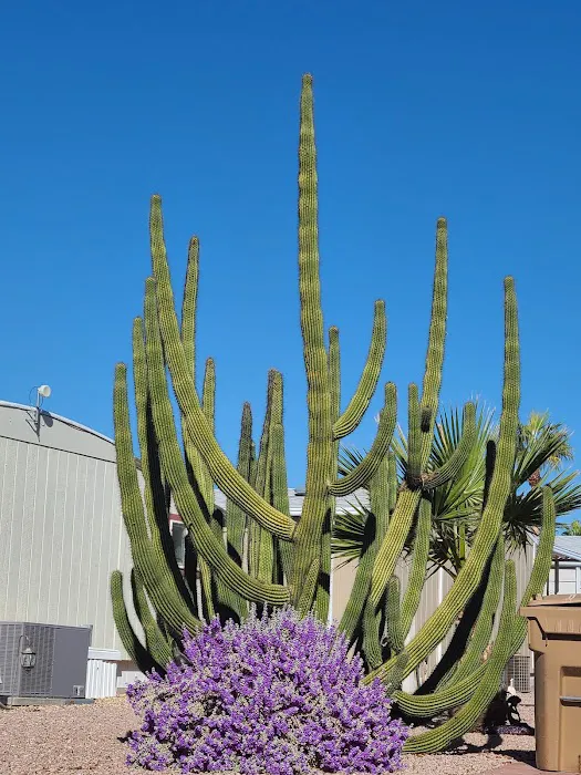 Superstition Buttes MHP Picture 7
