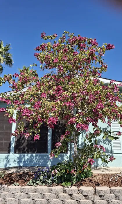 Superstition Buttes MHP Picture 6