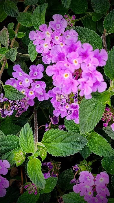 Superstition Buttes MHP Picture 8