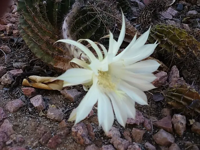 Pueblo Manor Picture 5