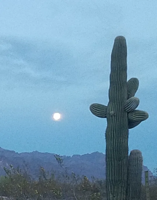 Arizona Sleets Mobil Home Park Picture 7