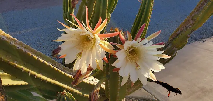 Mountain View Mobile Home Ranch Picture 6