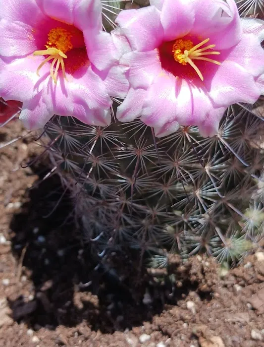 Pleasant Acres RV Park Picture 8