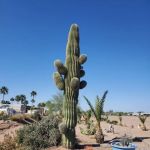 Carefree Manor RV Resort