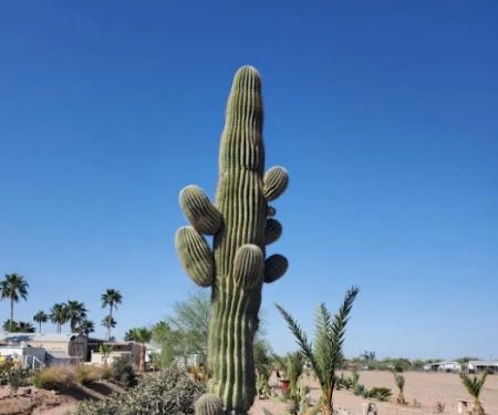 Carefree Manor RV Resort