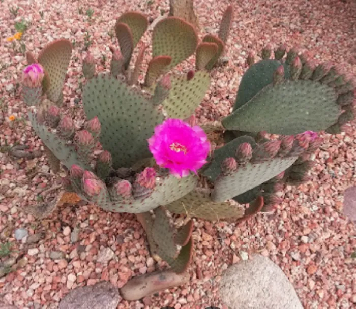 Carefree Manor RV Resort Picture 6