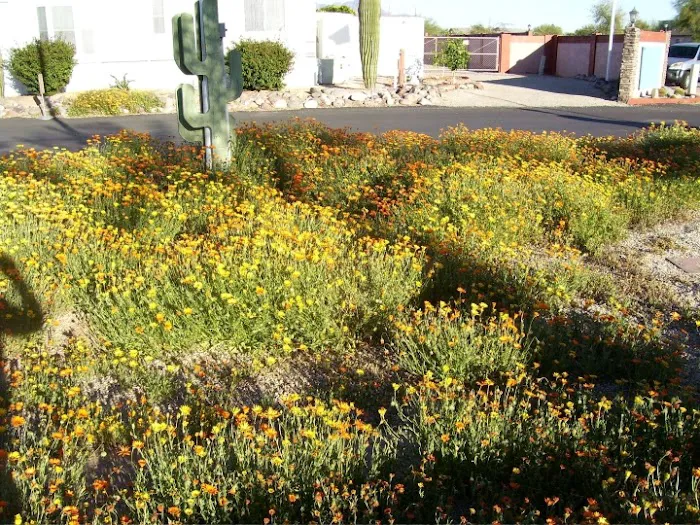 Carefree Manor RV Resort Picture 7