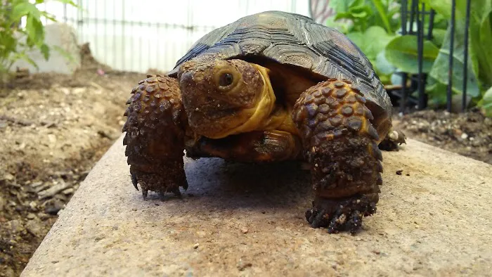 Acacia Villa Mobile Home Park Picture 4