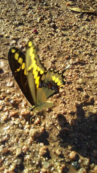 Acacia Villa Mobile Home Park Picture 9