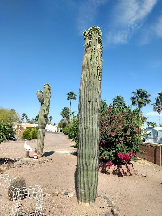 Lost Dutchman RV Resort Picture 9