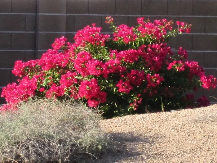 Desert Sky Picture 10