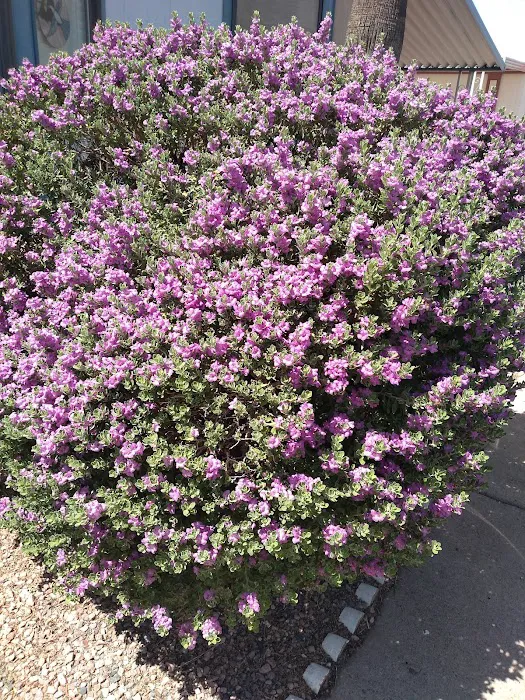 Superstition Mobile Village Picture 8