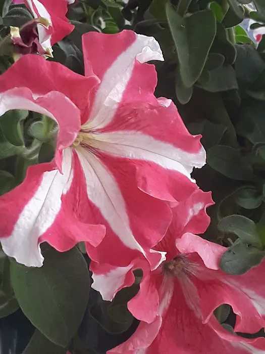 Newhaven Estates Picture 10