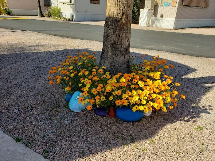 Arizona RV & Mobile Home Park Picture 8