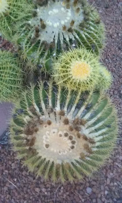 Denali Park Picture 7