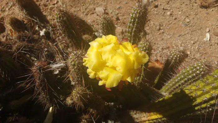 Denali Park Picture 8