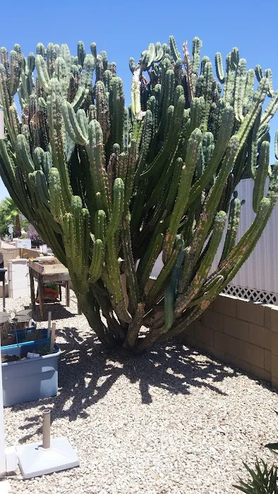 Saguaro Canyon Village Picture 2