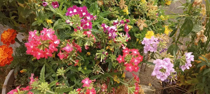 Rolling Hills Mobile Terrace & RV Park Picture 7