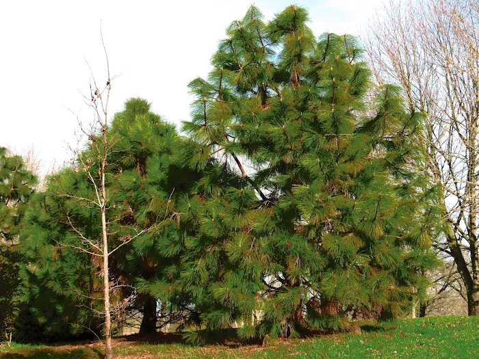 Sandy Mobile Villa Picture 2