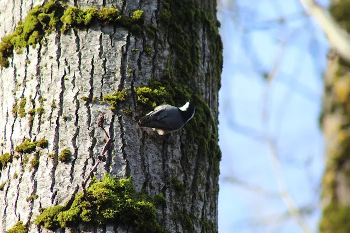 Sandy Mobile Villa Picture 9