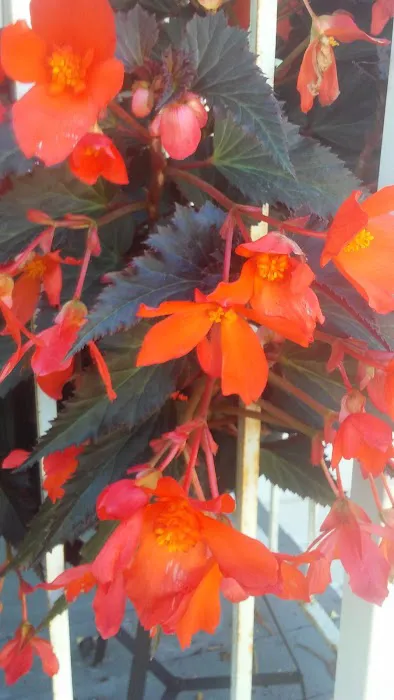 Cascade Park Village Picture 4