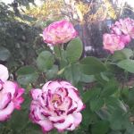 Terrand Mobile Terrace