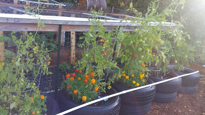 Terrand Mobile Terrace Picture 7