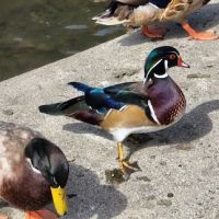 Portland Fairview RV Park ico