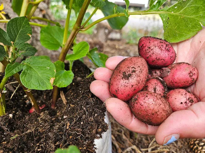 Portland Fairview RV Park Picture 10