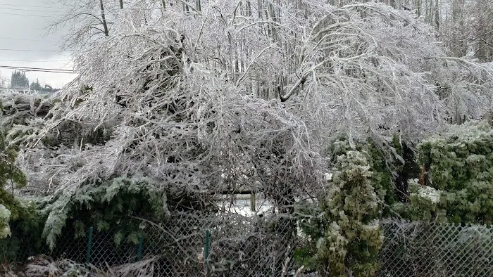 Cherry Blossom Mobile Home Park Picture 6