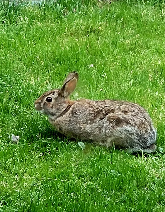 Quail Hollow Picture 8