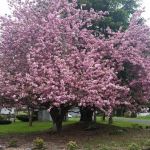 Green Mountain Mobile Ranch